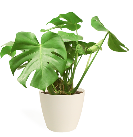 Plant